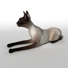 猫-动植物-哺乳动物-VR/AR模型-3D城