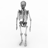 人体骨架-角色人体-医学解剖-VR/AR模型-3D城