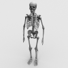 人体骨架-角色人体-医学解剖-VR/AR模型-3D城