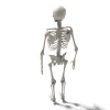 人体骨架-角色人体-医学解剖-VR/AR模型-3D城