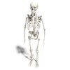 人体骨架-角色人体-医学解剖-VR/AR模型-3D城