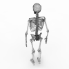 人体骨架-角色人体-医学解剖-VR/AR模型-3D城
