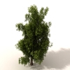 草-动植物-植物-VR/AR模型-3D城