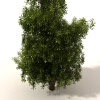 草-动植物-植物-VR/AR模型-3D城