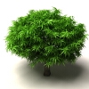 树-动植物-植物-VR/AR模型-3D城