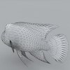 金鱼-动植物-鱼类-VR/AR模型-3D城