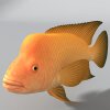 金鱼-动植物-鱼类-VR/AR模型-3D城