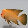 金鱼-动植物-鱼类-VR/AR模型-3D城