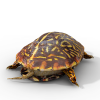 乌龟-动植物-爬行动物-VR/AR模型-3D城