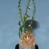 金鱼-动植物-鱼类-VR/AR模型-3D城