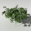 加拿大红瑞木-动植物-植物-VR/AR模型-3D城