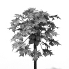 番木瓜-动植物-植物-VR/AR模型-3D城