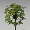 番木瓜-动植物-植物-VR/AR模型-3D城