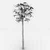 番木瓜-动植物-植物-VR/AR模型-3D城
