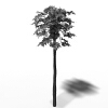 番木瓜-动植物-植物-VR/AR模型-3D城
