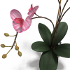 精品盆栽-动植物-花草-VR/AR模型-3D城