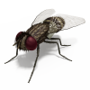 苍蝇-动植物-昆虫-VR/AR模型-3D城