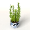盆景-动植物-盆栽-VR/AR模型-3D城