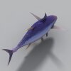 鱼-动植物-鱼类-VR/AR模型-3D城