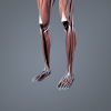 男人体解剖_肌肉系统-角色人体-医学解剖-VR/AR模型-3D城