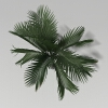 棕榈树-动植物-植物-VR/AR模型-3D城