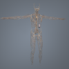 男人体解剖_淋巴系统-角色人体-医学解剖-VR/AR模型-3D城