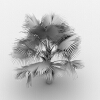 霸王棕-动植物-植物-VR/AR模型-3D城