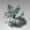 霸王棕-动植物-植物-VR/AR模型-3D城