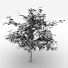 室外植物-动植物-植物-VR/AR模型-3D城