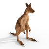 Kangaroo-动植物-哺乳动物-VR/AR模型-3D城