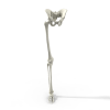 脚骨架模型-角色人体-医学解剖-VR/AR模型-3D城