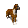 Dog-动植物-哺乳动物-VR/AR模型-3D城