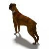Dog-动植物-哺乳动物-VR/AR模型-3D城