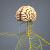 男人体解剖_神经系统-角色人体-医学解剖-VR/AR模型-3D城