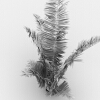 拉菲草-动植物-花草-VR/AR模型-3D城