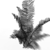 拉菲草-动植物-花草-VR/AR模型-3D城