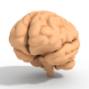 脑-角色人体-医学解剖-VR/AR模型-3D城