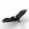 鸟类-动植物-鸟类-VR/AR模型-3D城