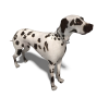 狗-动植物-哺乳动物-VR/AR模型-3D城