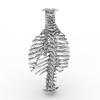 胸骨架模型-角色人体-医学解剖-VR/AR模型-3D城