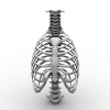 胸骨架模型-角色人体-医学解剖-VR/AR模型-3D城
