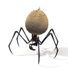 蜘蛛-动植物-昆虫-VR/AR模型-3D城