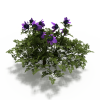 冠状银莲花-动植物-花草-VR/AR模型-3D城