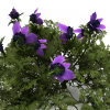 冠状银莲花-动植物-花草-VR/AR模型-3D城