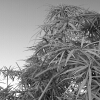 室外植物-动植物-植物-VR/AR模型-3D城