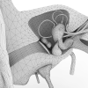 耳朵模型-角色人体-医学解剖-VR/AR模型-3D城