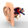 耳朵模型-角色人体-医学解剖-VR/AR模型-3D城