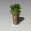 丝葵-动植物-植物-VR/AR模型-3D城