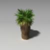 丝葵-动植物-植物-VR/AR模型-3D城