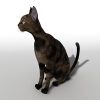 猫-动植物-哺乳动物-VR/AR模型-3D城